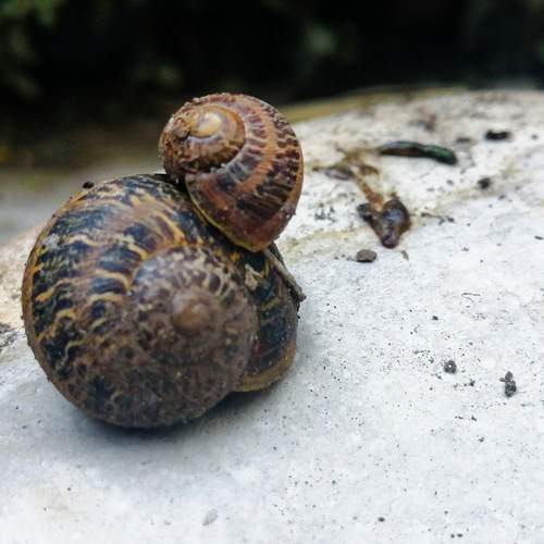 AMIGOS