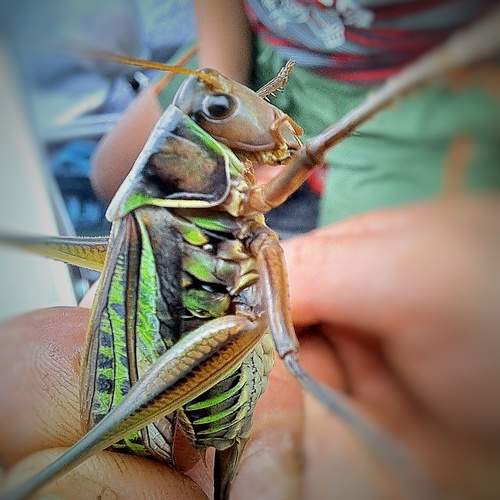 Photo #11895580