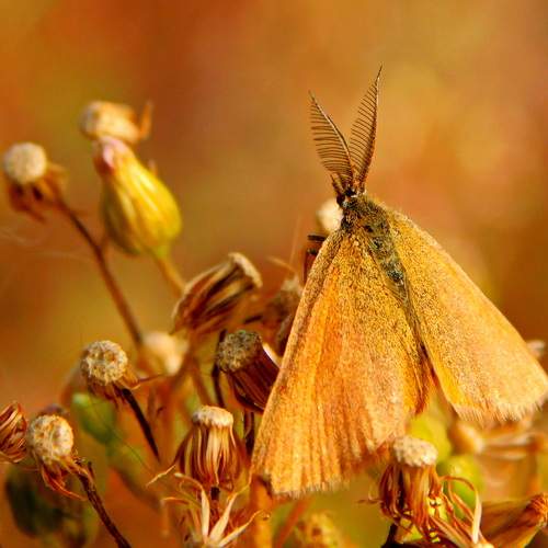 Photo #11896272