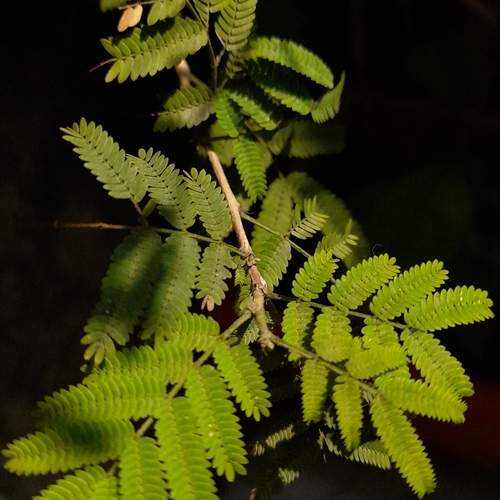 Plant