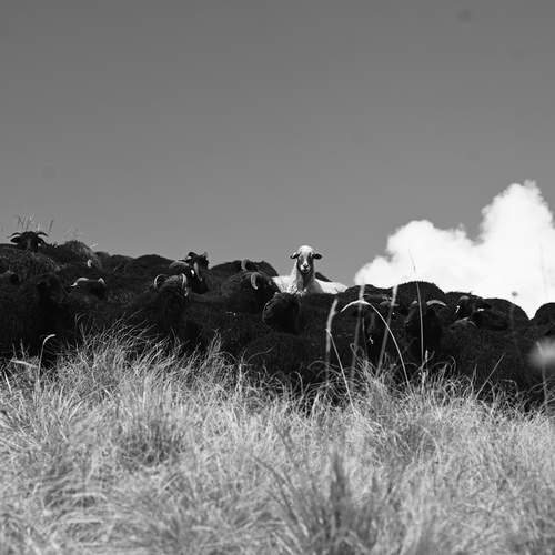 Photo #11898265