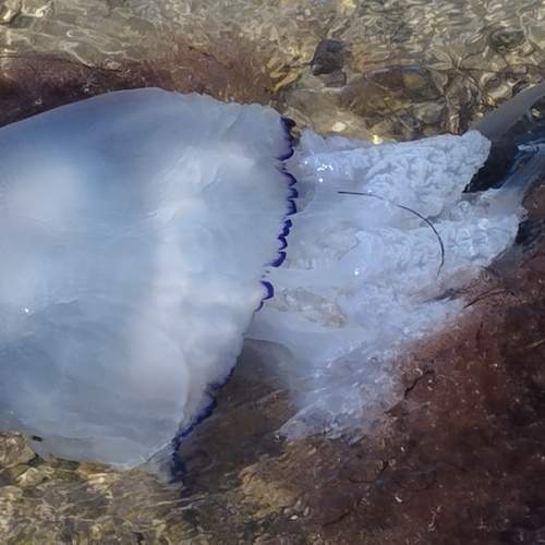 Морской колокол