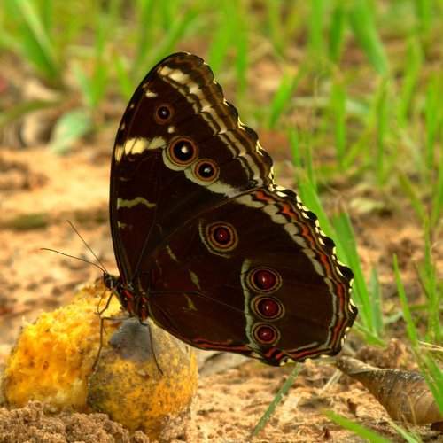 Buterfly