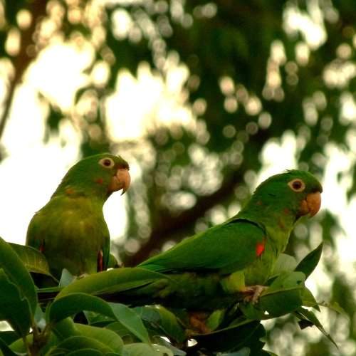 Maritacas Couple