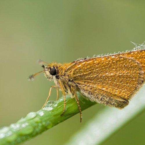 Мокрое утро.