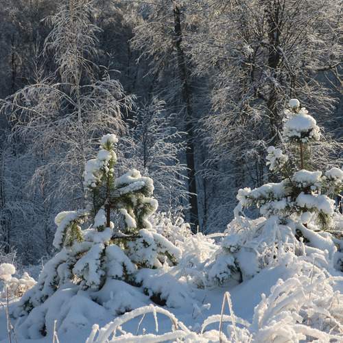 Photo #11900005