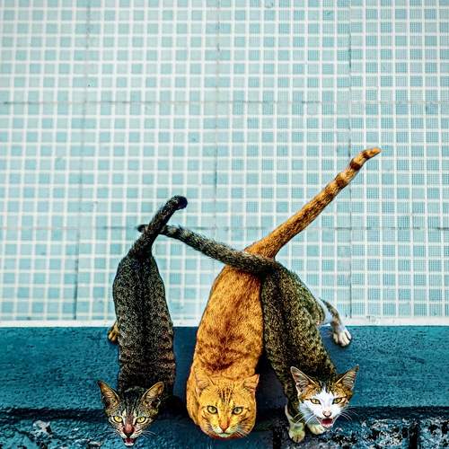 Photo #11900616