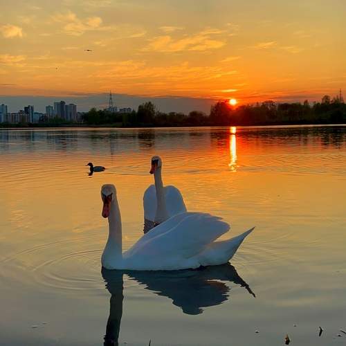 Photo #11900812
