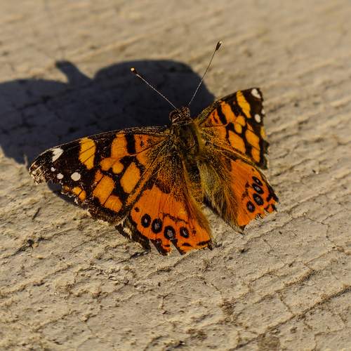 Photo #11903064