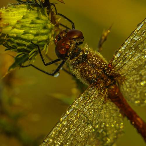 Photo #11903174