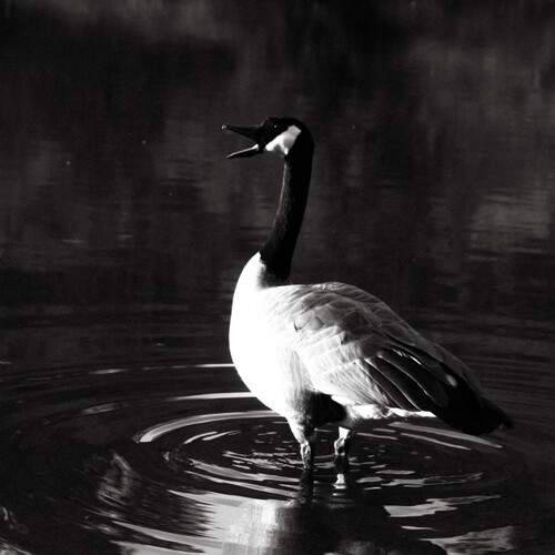 Alone