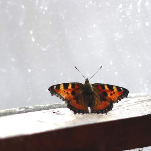 Photo #11904418