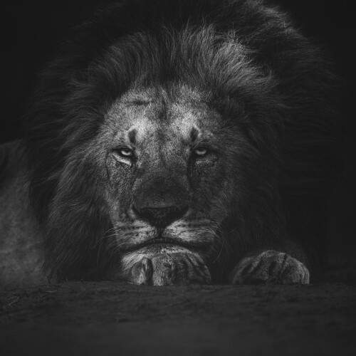 The king in black and white