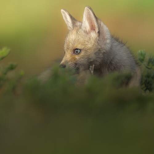 Baby Fox