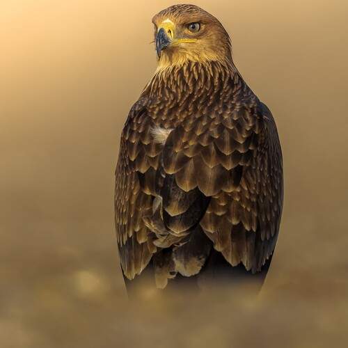 Eastern imperial eagle