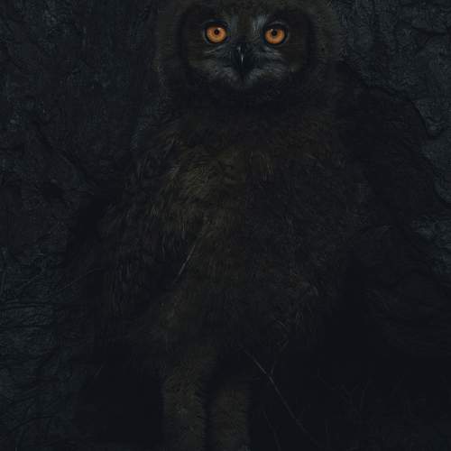 Фотография #11905894