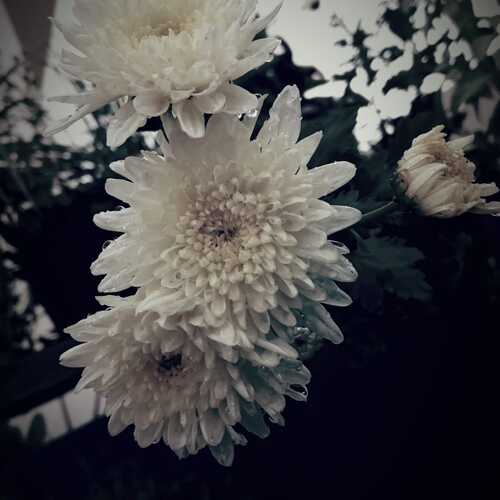 Photo #11906873