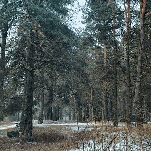 Photo #11906932