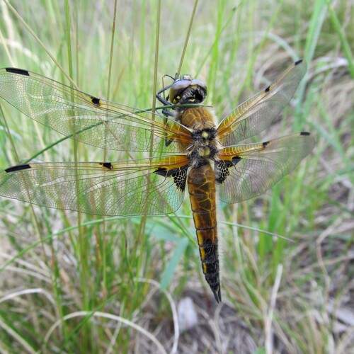 Photo #11907369