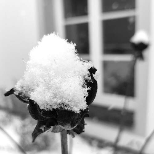 Photo #11907620