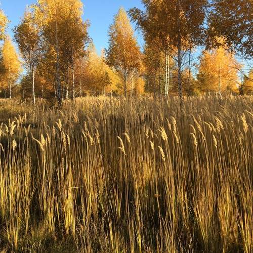 Photo #11908091