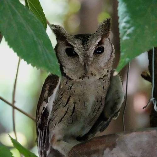 Photo #11908194