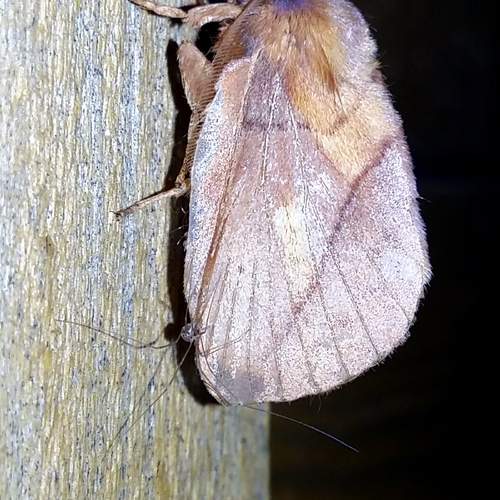 Photo #11908407
