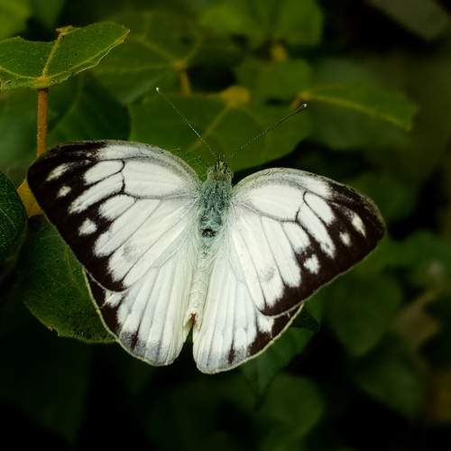 Photo #11908419