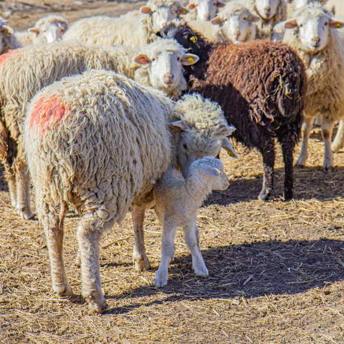 Фотография #11909387