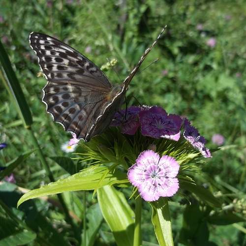 Photo #11910263