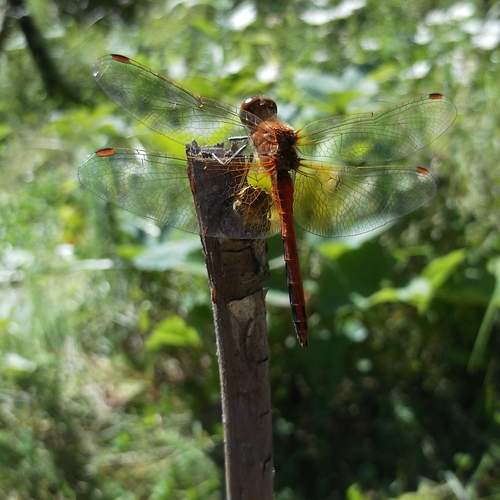 Photo #11910273