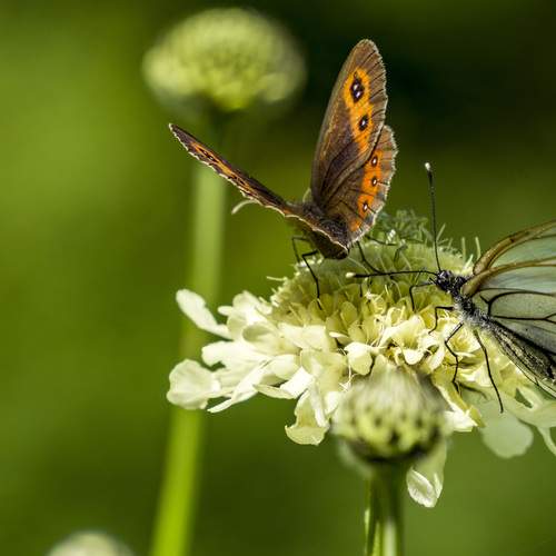 Две бабочки