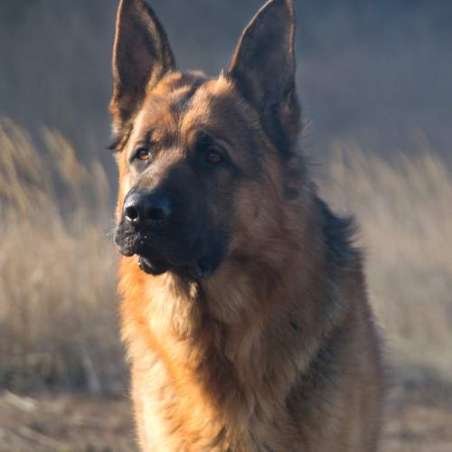Photo #11912455