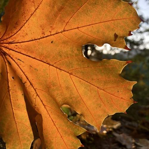 Photo #11912462