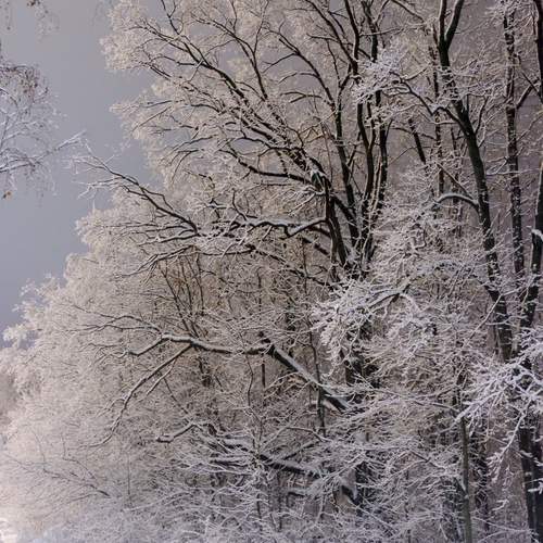 Photo #11912485