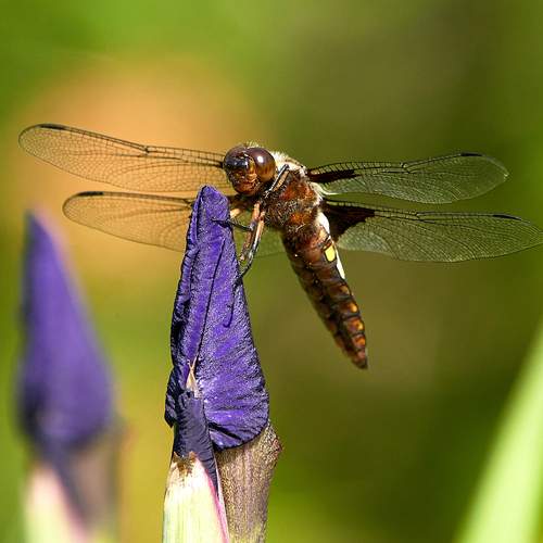Photo #11915047