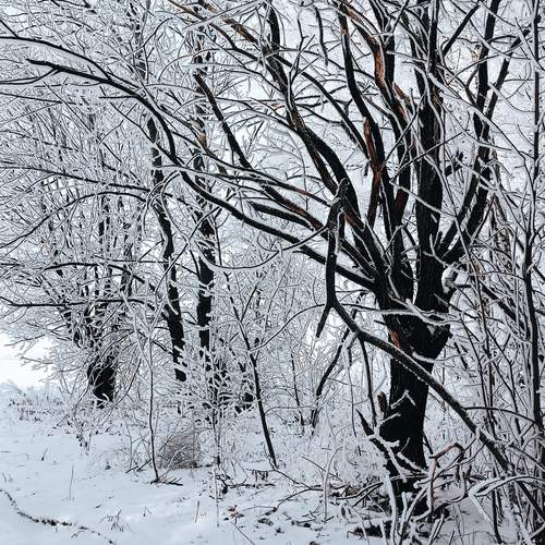 Photo #11915219