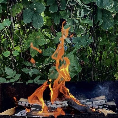 Photo #11915220