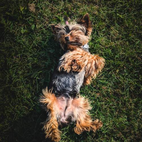 Photo #11915513
