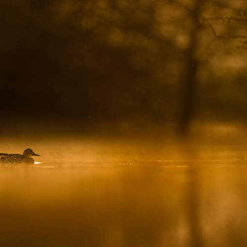 Golden Hour Serenity