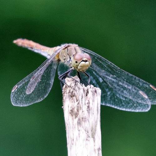 Photo #11916737