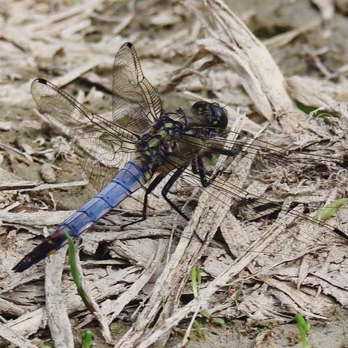 Photo #11916743