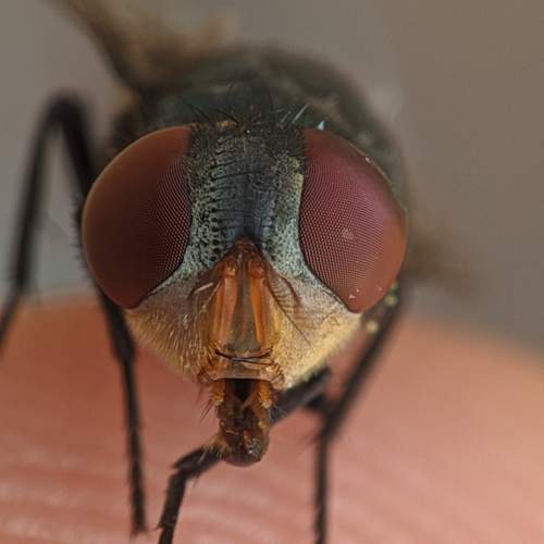 Macro inseto