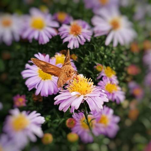 Photo #11917439