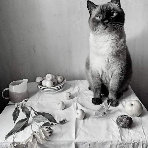 Фотография #11917848