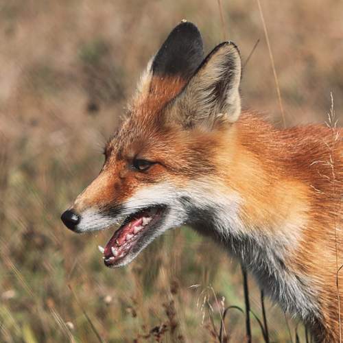 Photo #11918322