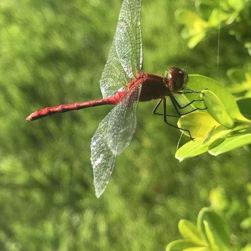 Photo #11918480