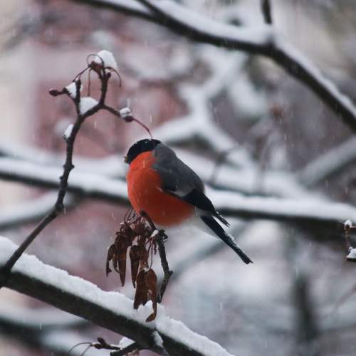 Photo #11920285
