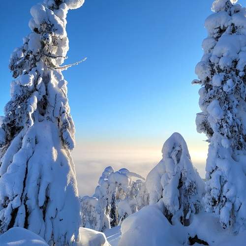 Photo #11920763
