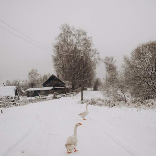 Photo #11922056
